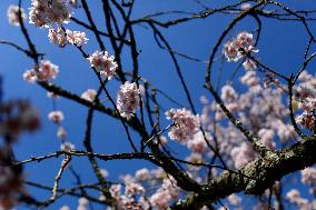 Cherry Blossom Festival In São Paulo