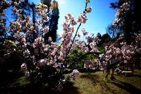 Cherry Blossom Festival In São Paulo