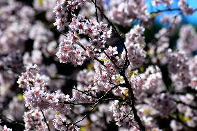 Cherry Blossom Festival In São Paulo