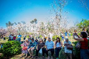 Cherry Blossom Festival In São Paulo