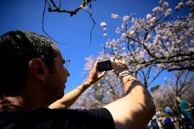 Cherry Blossom Festival In São Paulo