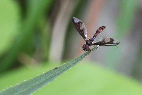 Hoverfly