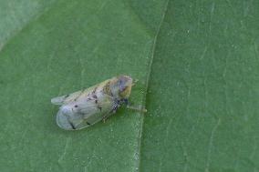 Japanese Maple Leafhopper