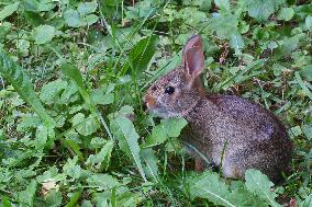 Wild Rabbit