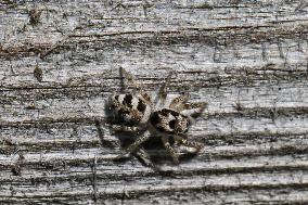 Zebra Jumping Spider