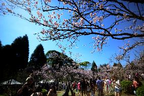 Cherry Blossom Festival In São Paulo