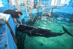 (HainanOutlook)CHINA-HAINAN-SHORT-FINNED PILOT WHALE-RECOVERY (CN)