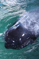 (HainanOutlook)CHINA-HAINAN-SHORT-FINNED PILOT WHALE-RECOVERY (CN)