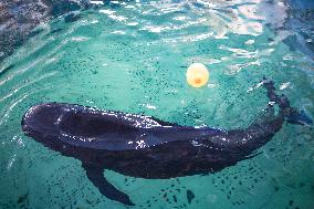 (HainanOutlook)CHINA-HAINAN-SHORT-FINNED PILOT WHALE-RECOVERY (CN)