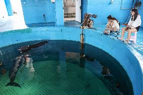 (HainanOutlook)CHINA-HAINAN-SHORT-FINNED PILOT WHALE-RECOVERY (CN)