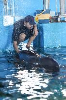 (HainanOutlook)CHINA-HAINAN-SHORT-FINNED PILOT WHALE-RECOVERY (CN)