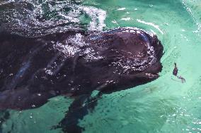 (HainanOutlook)CHINA-HAINAN-SHORT-FINNED PILOT WHALE-RECOVERY (CN)