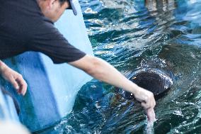 (HainanOutlook)CHINA-HAINAN-SHORT-FINNED PILOT WHALE-RECOVERY (CN)