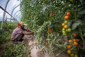 (VistaNingxia)CHINA-NINGXIA-GUYUAN-FACILITY AGRICULTURE (CN)