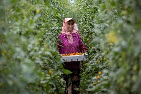 (VistaNingxia)CHINA-NINGXIA-GUYUAN-FACILITY AGRICULTURE (CN)