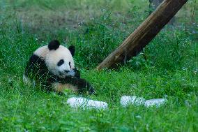 Giant Pandas Eat While Cooling Off at Chongqing Zoo in Chongqing