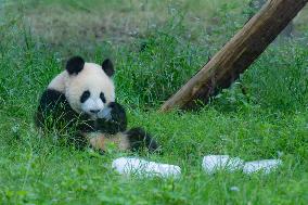 Giant Pandas Eat While Cooling Off at Chongqing Zoo in Chongqing