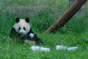 Giant Pandas Eat While Cooling Off at Chongqing Zoo in Chongqing