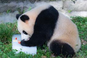 Giant Pandas Eat While Cooling Off at Chongqing Zoo in Chongqing