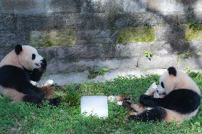 Giant Pandas Eat While Cooling Off at Chongqing Zoo in Chongqing