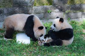 Giant Pandas Eat While Cooling Off at Chongqing Zoo in Chongqing