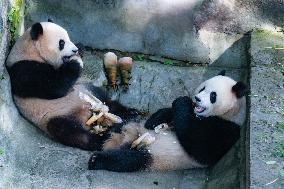 Giant Pandas Eat While Cooling Off at Chongqing Zoo in Chongqing