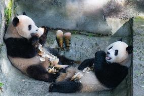 Giant Pandas Eat While Cooling Off at Chongqing Zoo in Chongqing