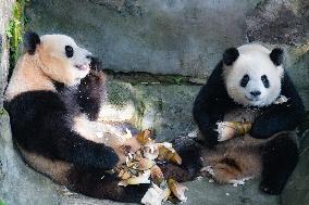 Giant Pandas Eat While Cooling Off at Chongqing Zoo in Chongqing