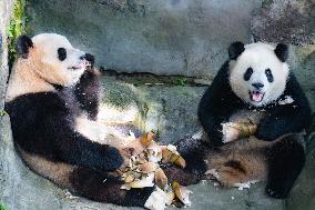 Giant Pandas Eat While Cooling Off at Chongqing Zoo in Chongqing