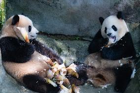 Giant Pandas Eat While Cooling Off at Chongqing Zoo in Chongqing