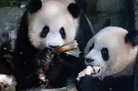 Giant Pandas Eat While Cooling Off at Chongqing Zoo in Chongqing