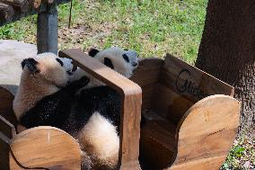 Giant Pandas Eat While Cooling Off at Chongqing Zoo in Chongqing