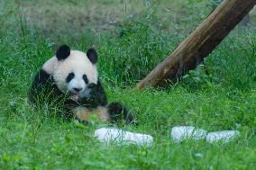 Giant Pandas Eat While Cooling Off at Chongqing Zoo in Chongqing