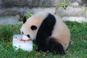 Giant Pandas Eat While Cooling Off at Chongqing Zoo in Chongqing