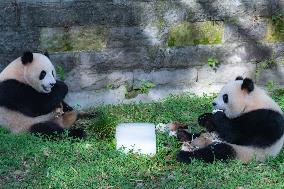 Giant Pandas Eat While Cooling Off at Chongqing Zoo in Chongqing