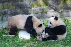 Giant Pandas Eat While Cooling Off at Chongqing Zoo in Chongqing