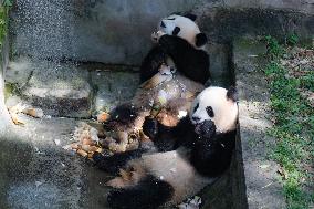 Giant Pandas Eat While Cooling Off at Chongqing Zoo in Chongqing