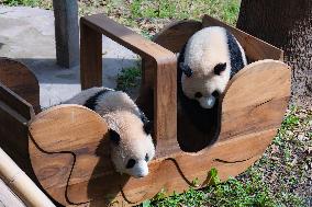 Giant Pandas Eat While Cooling Off at Chongqing Zoo in Chongqing