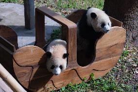 Giant Pandas Eat While Cooling Off at Chongqing Zoo in Chongqing