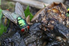 Common Green Bottle Flies