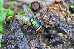 Common Green Bottle Flies