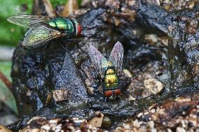 Common Green Bottle Flies