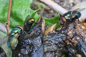 Common Green Bottle Flies