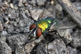 Common Green Bottle Flies