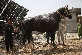 AFGHANISTAN-BALKH-HORSE KEEPING