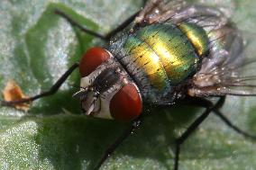 Common Green Bottle Flies