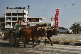 Daily Life In Dhampur