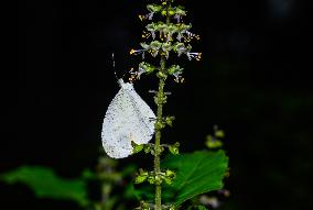 Oriental Psyche - Leptosia Nina - Animal India