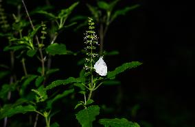 Oriental Psyche - Leptosia Nina - Animal India