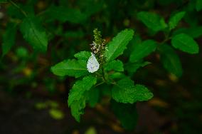 Oriental Psyche - Leptosia Nina - Animal India